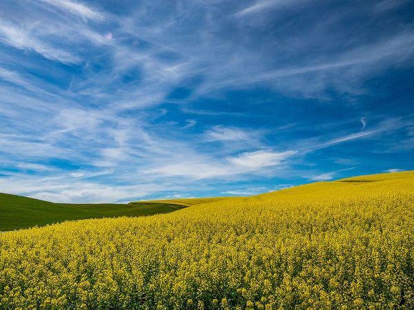 Gulin, Sylvia 아티스트의 USA-Washington State-Palouse and springtime crop of Canola작품입니다.